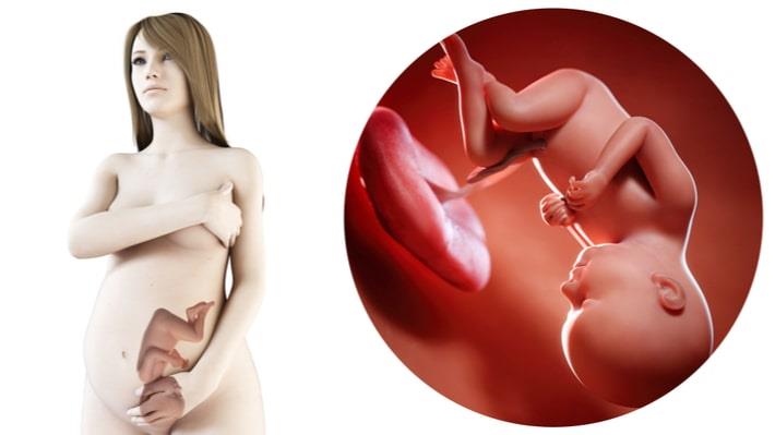 הדמייה של אישה בשבוע 37 והיפוכו של העובר לכיוון התעלה לקראת הלידה